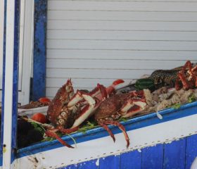 Fruits de mer au marché